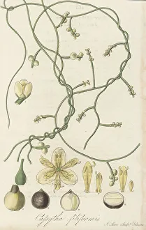 Exotic Flora Prints: Love vine, Cassytha filiformis