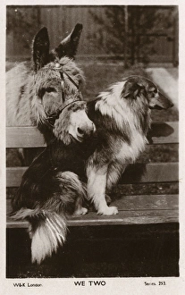 Appealing Gallery: We Two - A lovely donkey and Collie dog best friend