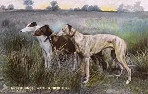 Tuck Prints: Three lovely Greyhounds
