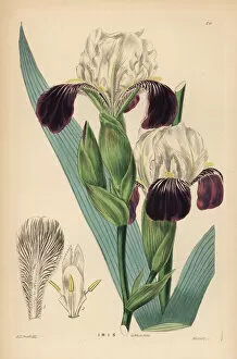 Amoena Gallery: Lovely iris, Iris germanica (Iris amoena)