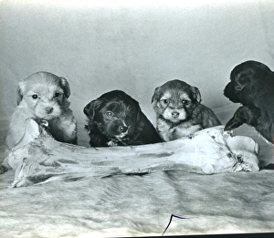 Images Dated 2nd October 2015: Four Lowchen puppies with a large bone