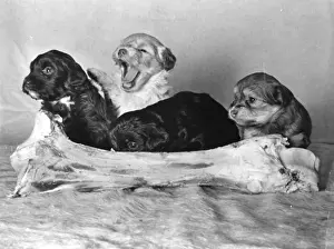 Four Lowchen puppies with a large bone