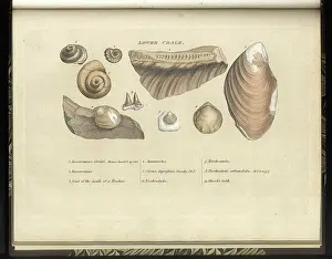 Sowerby Prints: Lower Chalk fossils