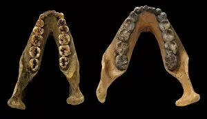 Ancestor Gallery: Lower jaw casts of Paranthropus robustus (Swartkrans 23) and