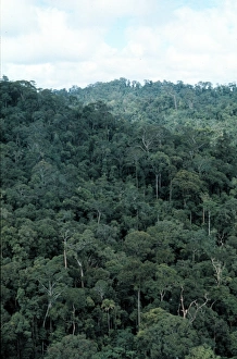 Malvales Collection: Lowland dipterocarp rainforest