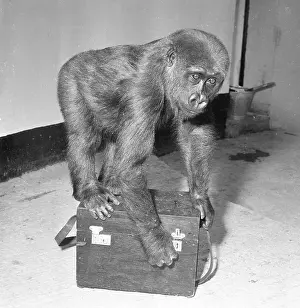 Primate Prints: Lowland Gorilla juvenile
