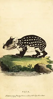Rodent Prints: Lowland paca or spotted paca, Cuniculus paca