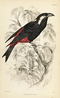 Flycatchers Prints: Lowland peltops, Peltops blainvillii