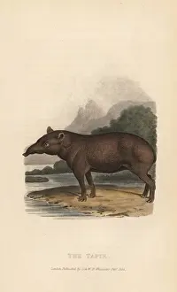 Tapirus Prints: Lowland tapir, Tapirus terrestris