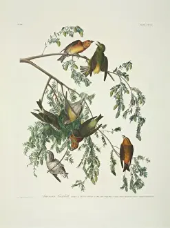 Loxia curvirostra, red crossbill