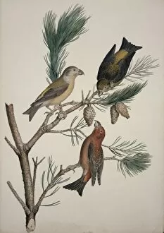 Macgillivray Collection: Loxia curvirostra, red crossbill