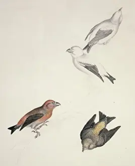 Loxia Prints: Loxia curvirostra, red crossbill, Loxia scotica, Scottish cr