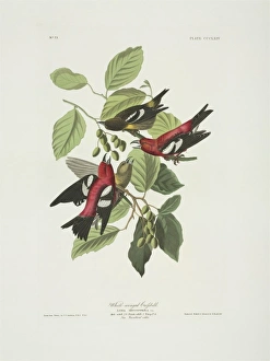 Loxia Collection: Loxia leucoptera, white-winged crossbill