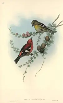Loxia leucoptera, white-winged crossbill