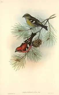 Loxia leucoptera, white-winged crossbill