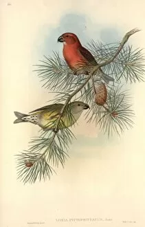 Gould Collection: Loxia pytyopsittacus, parrot crossbill