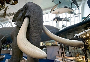 African Bush Elephant Gallery: Loxodonta africana, African elephant