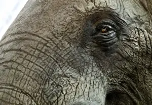 Loxodonta africana, African elephant