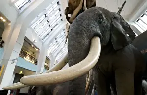 Loxodonta africana, African elephant