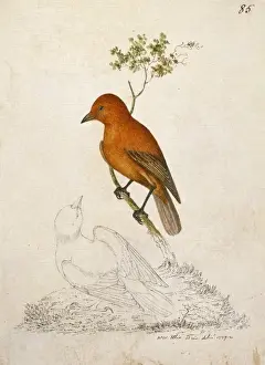 Fringillidae Prints: Loxops coccineus coccineus, akepa