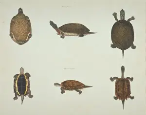 Lateral View Prints: LS Plate 103 from the John Reeves Collection (Zoology)
