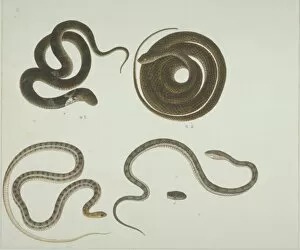 Coil Collection: LS Plate 104 from the John Reeves Collection (Zoology)