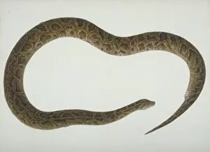 Serpentes Gallery: LS Plate 105 from the John Reeves Collection (Zoology)
