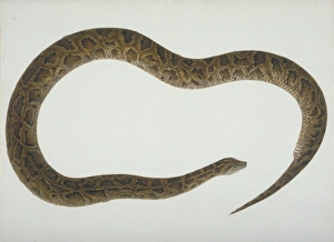 Lepidosaur Gallery: LS Plate 105 from the John Reeves Collection (Zoology)