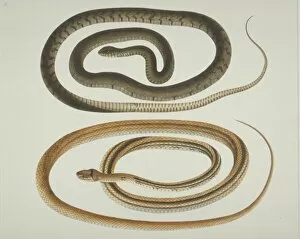 Coil Collection: LS Plate 106 from the John Reeves Collection (Zoology)