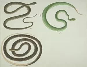 Coil Collection: LS Plate 107 from the John Reeves Collection (Zoology)