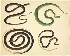 Coil Collection: LS Plate 108 from the John Reeves Collection (Zoology)
