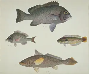 LS Plate 112 from the John Reeves Collection