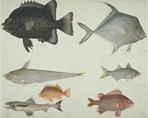 Spiky Prints: LS Plate 115 from the John Reeves Collection