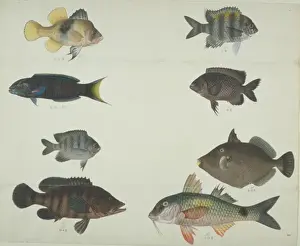 Barbus Prints: LS Plate 116 from the John Reeves Collection