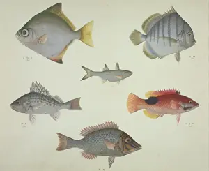 LS Plate 117 from the John Reeves Collection