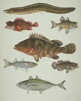 Biodiverse Prints: LS Plate 119 from the John Reeves Collection
