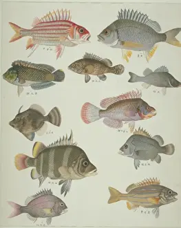 Reeves Prints: LS Plate 122 from the John Reeves Collection