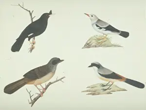 LS Plate 13 from the John Reeves Collection
