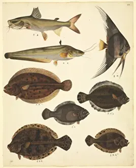 John Reeves Prints: LS Plate 139 from the John Reeves Collection