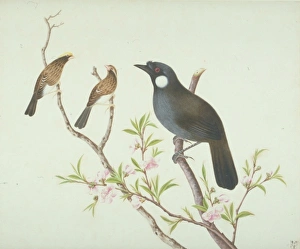 John Reeves Collection: LS Plate 14 from the John Reeves Collection
