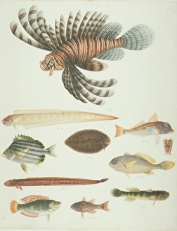 LS Plate 151 from the John Reeves Collection