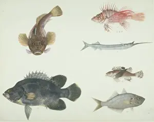 Spike Prints: LS Plate 152 from the John Reeves Collection