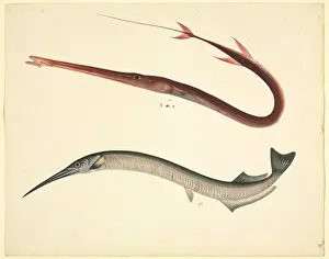 LS Plate 154 from the John Reeves Collection