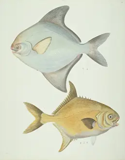 LS Plate 156 from the John Reeves Collection