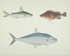 Forked Prints: LS Plate 157 from the John Reeves Collection