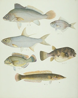 John Reeves Collection: LS Plate 158 from the John Reeves Collection
