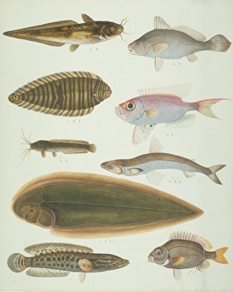 John Reeves Collection: LS Plate 159 from the John Reeves Collection