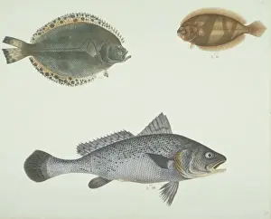 Speckled Prints: LS Plate 160 from the John Reeves Collection