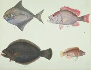 Biodiverse Prints: LS Plate 161 from the John Reeves Collection