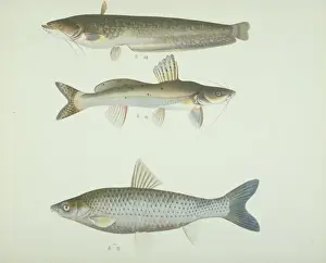 Forked Prints: LS Plate 163 from the John Reeves Collection